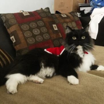 Sylvester (formerly named Squishy) was picked up from a vet clinic. He was rehomed to a lovely couple in Oakland with their own home.